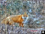 Red fox. Photo by Sharon Rauenzahn.