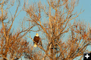 Bald Eagle. Photo by Chris Wilde.