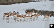 Antelope. Photo by Rob Tolley.