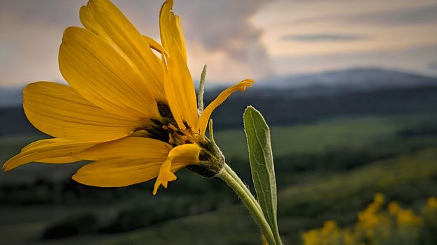 Wildfire in the distance. Photo by Matt Lowseth.