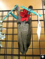 Christmas Moose. Photo by Pinedale Online.