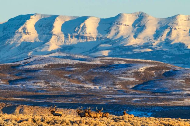 Sawtooth Elk January 15. Photo by Dave Bell.