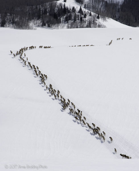 Elk. Photo by Arnie Brokling.