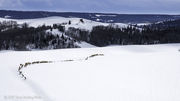 Elk on the move. Photo by Arnie Brokling.