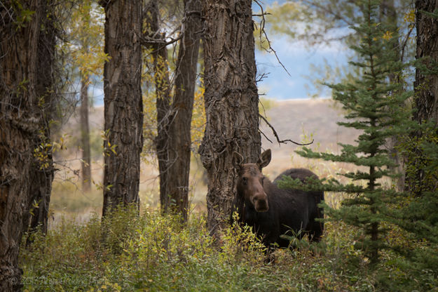 Among the Cottonwoods. Photo by Arnie Brokling.