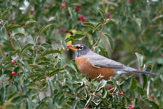 Berry Much. Photo by Arnie Brokling.