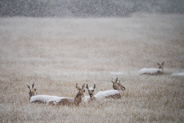 Doe Drifts. Photo by Arnie Brokling.