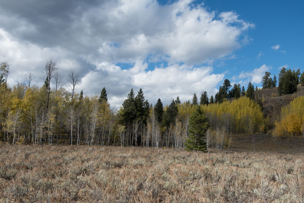 Pacific Creek Aspen. Photo by Arnie Brokling.