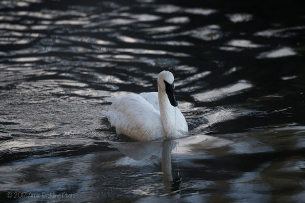 Swan. Photo by Arnie Brokling.