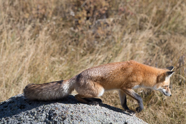 The Sneak. Photo by Arnie Brokling.