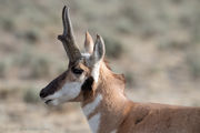 Antelope Portrait. Photo by Arnie Brokling.
