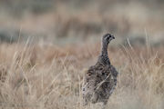 Grouse. Photo by Arnie Brokling.