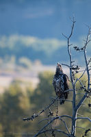 Young Bald Eagle. Photo by Arnie Brokling.