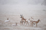 Pronghorn Group. Photo by Arnie Brokling.