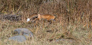 Red Fox. Photo by Arnie Brokling.