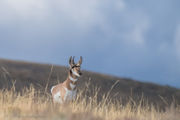 Sentry. Photo by Arnie Brokling.