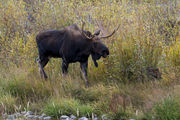 Streamside Stroll. Photo by Arnie Brokling.