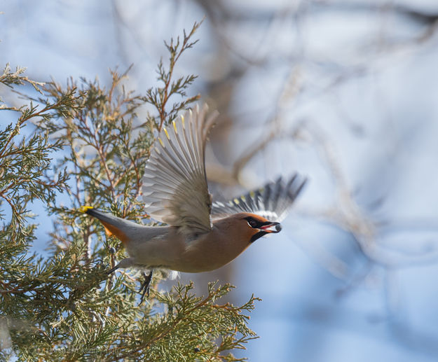 Bohemian Waxwing In Flight. Photo by Arnie Brokling.