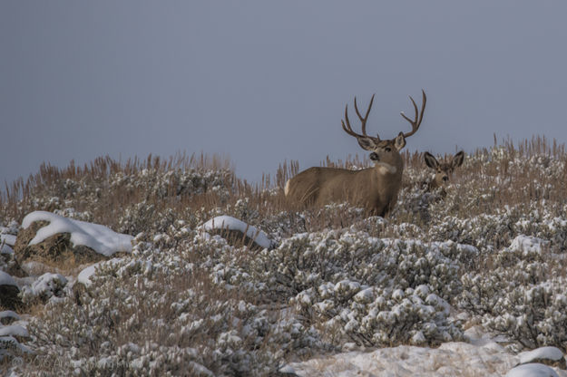 Buck and Doe. Photo by Arnie Brokling.