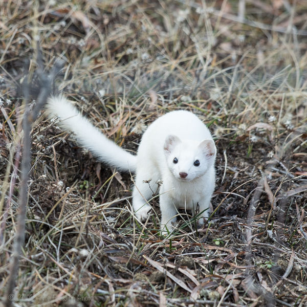 Ermine. Photo by Arnie Brokling.