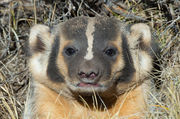 Badger. Photo by Arnie Brokling.