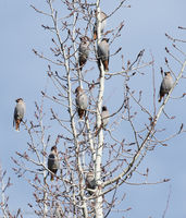 Bohemian Waxwing. Photo by Arnie Brokling.