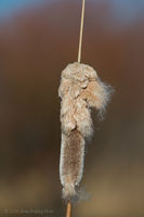 Cattail. Photo by Arnie Brokling.