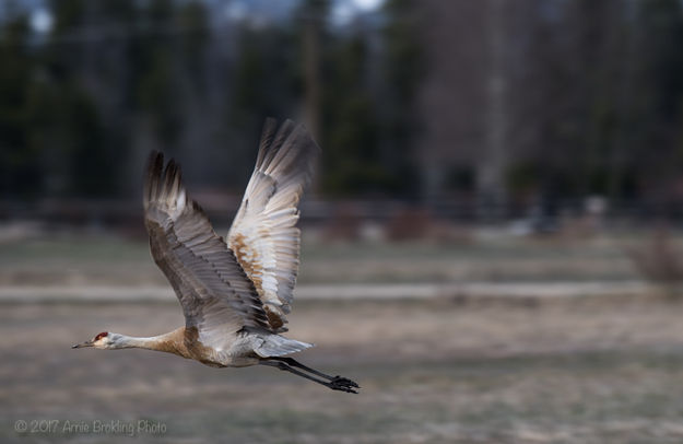 Sandhill Fly By. Photo by Arnie Brokling.