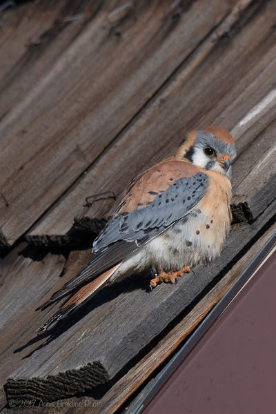 American Kestrel. Photo by Arnie Brokling.