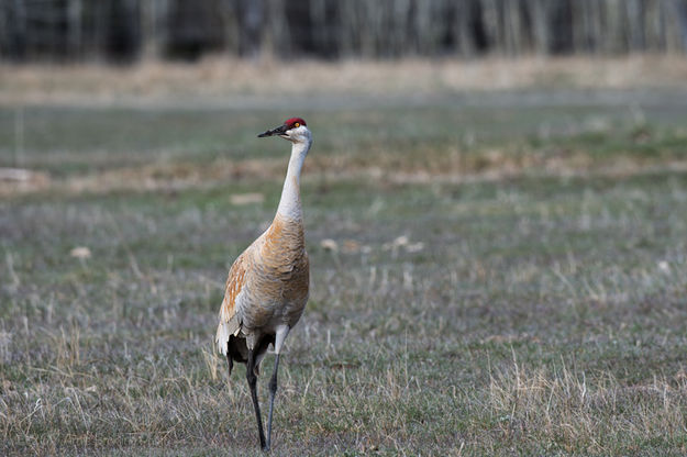 On Alert. Photo by Arnie Brokling.