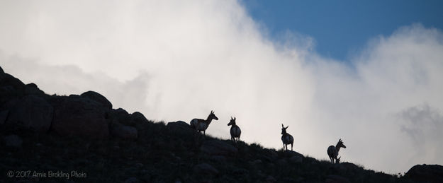 Ridgetop Silhouettes . Photo by Arnie Brokling.