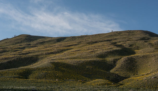 Arrowleaf Balsamroot. Photo by Arnie Brokling.