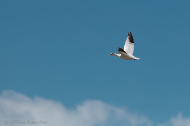 Snow Goose. Photo by Arnie Brokling.