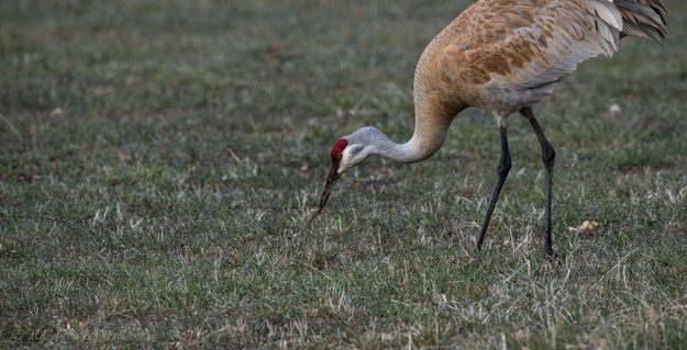 Stretching It Out. Photo by Arnie Brokling.