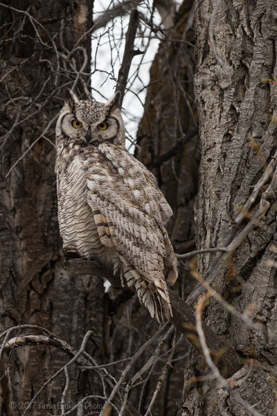 Wise Guy. Photo by Arnie Brokling.