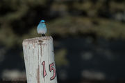 Bluebird Post. Photo by Arnie Brokling.