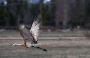 Sandhill Fly By. Photo by Arnie Brokling.