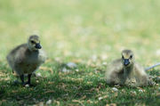 Goslings. Photo by Arnie Brokling.