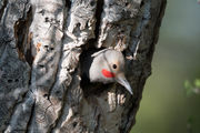 Flicker. Photo by Arnie Brokling.