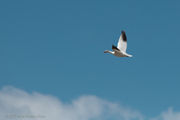 Snow Goose. Photo by Arnie Brokling.