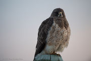 Swainson Hawk. Photo by Arnie Brokling.