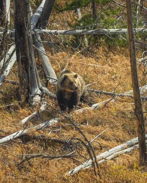 The Bear Called Snow. Photo by Dave Bell.