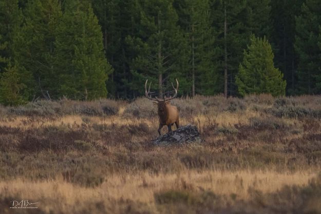 Out Of The Woods. Photo by Dave Bell.