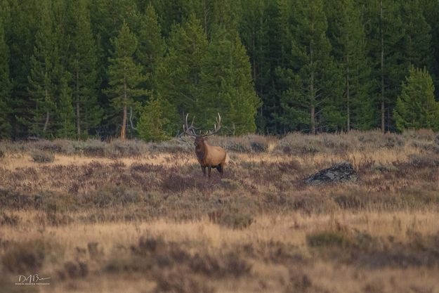 Mr. Majestic. Photo by Dave Bell.