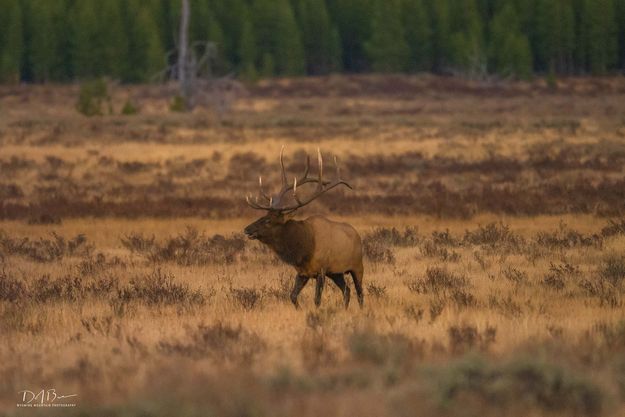 Prowling. Photo by Dave Bell.