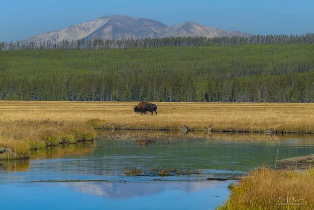 Bison On The Gibbon. Photo by Dave Bell.