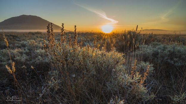 Sagebrush Silhouette. Photo by Dave Bell.