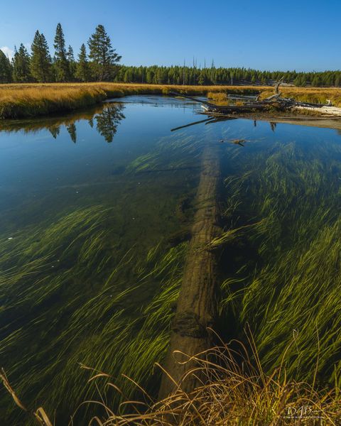 Prehistoric Log. Photo by Dave Bell.