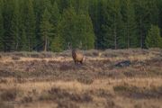 Mr. Majestic. Photo by Dave Bell.