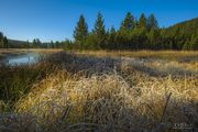 Frosty Grasses. Photo by Dave Bell.